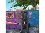 Cane Corso Puppy for sale in Tonopah, AZ, USA