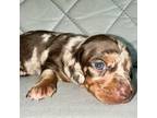 Dachshund Puppy for sale in New Braunfels, TX, USA