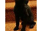Poodle (Toy) Puppy for sale in Richlands, VA, USA