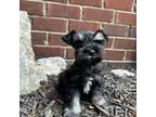 Schnauzer (Miniature) Puppy for sale in Murfreesboro, TN, USA