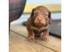 Dachshund Puppy for sale in Dallas, GA, USA