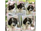 Mutt Puppy for sale in Rising Sun, IN, USA