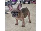 French Bulldog Puppy for sale in Fort Leavenworth, KS, USA