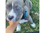 American Pit Bull Terrier Puppy for sale in Orlando, FL, USA