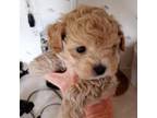Maltipoo Puppy for sale in Mountain Home, TX, USA