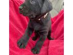 Labrador Retriever Puppy for sale in Haw River, NC, USA