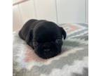 French Bulldog Puppy for sale in Danville, IA, USA