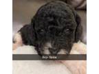 Cavapoo Puppy for sale in Niangua, MO, USA