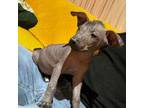 Xoloitzcuintli (Mexican Hairless) Puppy for sale in Mcallen, TX, USA