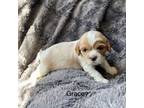 Cavalier King Charles Spaniel Puppy for sale in Lincoln, NE, USA