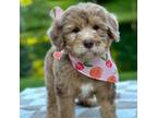 Goldendoodle Puppy for sale in Beach City, OH, USA
