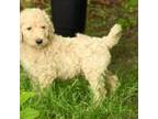 Mutt Puppy for sale in Cookstown, NJ, USA
