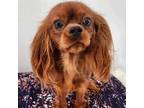 Cavalier King Charles Spaniel Puppy for sale in Mooresville, NC, USA