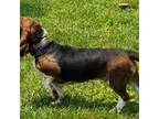 Basset Hound Puppy for sale in Madison, NC, USA
