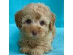Poodle (Toy) Puppy for sale in Hillsboro, MO, USA
