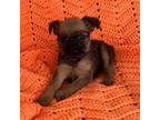 Brussels Griffon Puppy for sale in Winnsboro, TX, USA