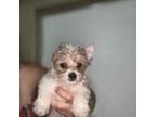Yorkshire Terrier Puppy for sale in Pinewood, SC, USA
