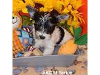 Yorkshire Terrier Puppy for sale in Pinewood, SC, USA