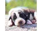 Saint Bernard Puppy for sale in Minneapolis, MN, USA