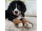 Bernese Mountain Dog Puppy for sale in Nashville, TN, USA