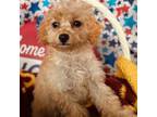 Poodle (Toy) Puppy for sale in Lake City, FL, USA