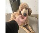 Mutt Puppy for sale in Holton, IN, USA