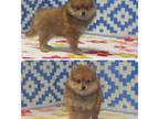 Pomeranian Puppy for sale in Milan, MO, USA
