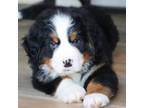 Bernese Mountain Dog Puppy for sale in Eugene, OR, USA