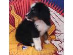 Bernese Mountain Dog Puppy for sale in Edgewood, NM, USA