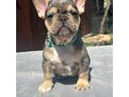 French Bulldog Puppy for sale in Los Angeles, CA, USA