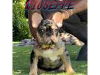 French Bulldog Puppy for sale in Los Angeles, CA, USA