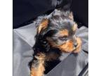 Silky Terrier Puppy for sale in Aurora, CO, USA