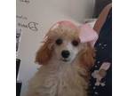 GEMMA Akc PET Only $700