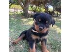 Rottweiler Puppy for sale in Dos Palos, CA, USA