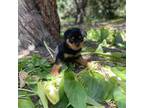 Rottweiler Puppy for sale in Dos Palos, CA, USA
