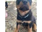 Rottweiler Puppy for sale in Dos Palos, CA, USA
