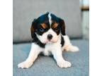 Cavalier King Charles Spaniel Puppy for sale in Yankton, SD, USA