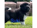 Akita Puppy for sale in Atwood, KS, USA