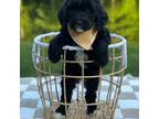 Goldendoodle Puppy for sale in Beach City, OH, USA