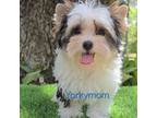 Biewer Terrier Puppy for sale in Destin, FL, USA