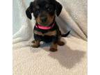 Yorkshire Terrier Puppy for sale in Rogers City, MI, USA