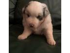 Australian Shepherd Puppy for sale in Wetumpka, AL, USA