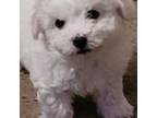 Bichon Frise Puppy for sale in Halifax, VA, USA