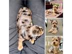 Blue Merle Yorkie Femmale 1