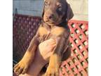 Doberman Pinscher Puppy for sale in Azusa, CA, USA
