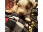 Miniature Australian Shepherd Puppy for sale in Aurora, CO, USA