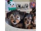 Yorkshire Terrier Puppy for sale in Long Beach, CA, USA