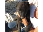 Dutch Shepherd Dog Puppy for sale in Tucson, AZ, USA