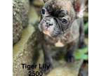 French Bulldog Puppy for sale in Salem, OR, USA