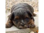 Yorkshire Terrier Puppy for sale in New Haven, IN, USA